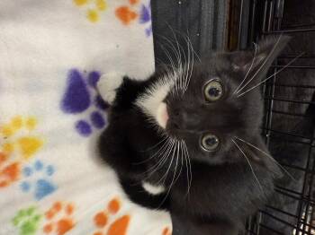 Rescue Extra Toes Cat Hemingway Polydactyl Cats for Adoption in NEW PT RICHEY, Florida - Daisy | PetCurious