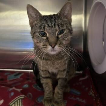 Banana -  Domestic Short Hair Cat for Adoption in Knoxville, Tennessee - Banana | PetCurious