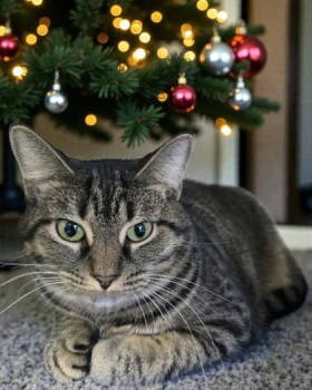 Rescue Domestic Short Hair Cats for Adoption in Sullivan, Indiana - Spice | PetCurious
