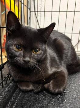 Domestic Short Hair Cats Available for Adoption in Rutherfordton, North Carolina - Ralph | PetCurious