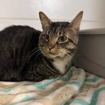 American Shorthair Cats Available for Adoption - Captain | PetCurious