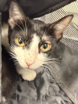 Marlow -  Domestic Short Hair Cat for Adoption in Memphis, Tennessee - Marlow | PetCurious