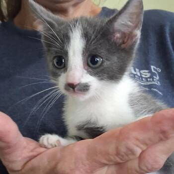 Gigi -  Domestic Short Hair Cat for Adoption in San Antonio, Texas - Gigi | PetCurious