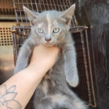 Domestic Short Hair Cats Available for Adoption in Birmingham, Alabama - Laurie | PetCurious