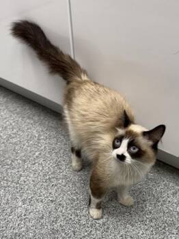 Rescue Ragdoll and Snowshoe Cats for Adoption in Orland Hills, Illinois - Sugar Boo | PetCurious