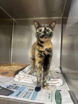 Ellie -  Domestic Short Hair Cat for Adoption in Edison, New Jersey - Ellie | PetCurious