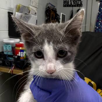 Goofy -  Domestic Short Hair Cat for Adoption in Summerville, South Carolina - Goofy | PetCurious