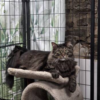 Talue -  Maine Coon Cat for Adoption in Whitewater, Wisconsin - Talue | PetCurious