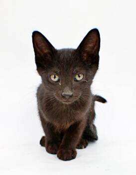 Theodore -  Domestic Short Hair Cat Available for Adoption in Morton Grove, Illinois - Theodore | PetCurious