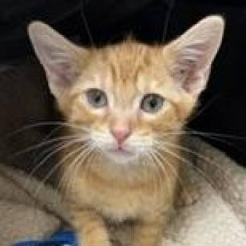 Virgil -  Domestic Short Hair Cat for Adoption in North Myrtle Beach, South Carolina - Virgil | PetCurious