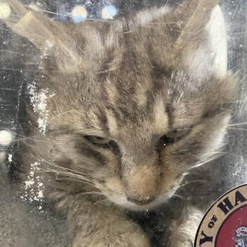 Murray -  Domestic Medium Hair Cat for Adoption in Harrisonburg, Virginia - Murray | PetCurious