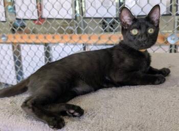 Cholula -  Domestic Short Hair Cat for Adoption in Youngtown, Arizona - Cholula | PetCurious