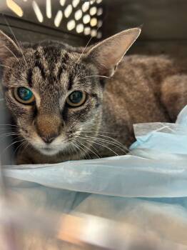 Lana -  Domestic Short Hair Cat for Adoption in Chattanooga, Tennessee - Lana | PetCurious