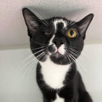 Bullet -  Domestic Short Hair Cat for Adoption in Newark, New Jersey - Bullet | PetCurious
