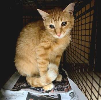 Mumsy -  Domestic Short Hair Cat for Adoption in Austin, Texas - Mumsy | PetCurious