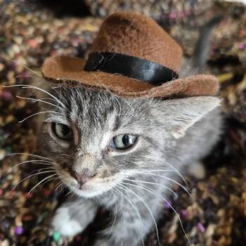 Mistoffelees -  Domestic Short Hair Cat for Adoption in Buffalo, Minnesota - Mistoffelees | PetCurious