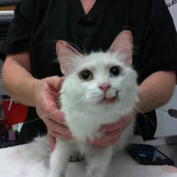 Lokum -  Domestic Medium Hair Cat for Adoption in Kanab, Utah - Lokum | PetCurious