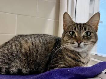 Birdseye -  Domestic Short Hair Cat for Adoption in Bellevue, Washington - Birdseye | PetCurious