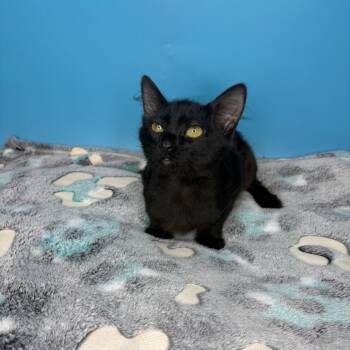 Emmett -  Domestic Short Hair Cat for Adoption in San Antonio, Texas - Emmett | PetCurious