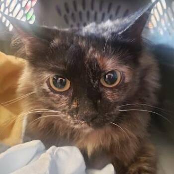 Molly -  Domestic Medium Hair Cat for Adoption in Fairport, New York - Molly | PetCurious