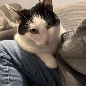 Domestic Short Hair Cats Available for Adoption - Honeybee - Home To Home | PetCurious