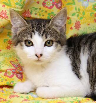 Domestic Short Hair Cats Available for Adoption - Fia | PetCurious