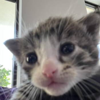 Diana -  Domestic Short Hair Cat for Adoption in West Palm Beach, Florida - Diana | PetCurious