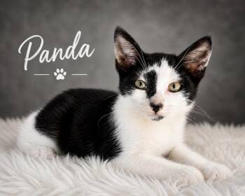 Domestic Medium Hair Cats Available for Adoption in Homestead, Florida - Panda | PetCurious
