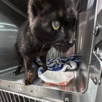 Domestic Short Hair Cats Available for Adoption in Newark, New Jersey - Numeir | PetCurious