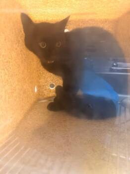 Tickles -  Domestic Short Hair Cat Available for Adoption in Douglasville, Georgia - Tickles | PetCurious