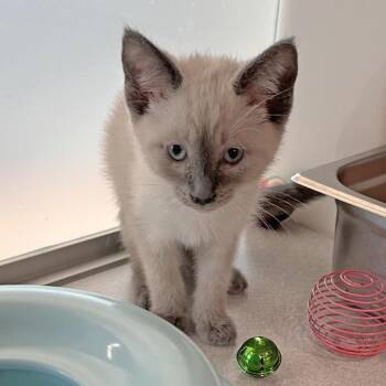 Fable -  Domestic Short Hair Cat for Adoption in Hailey, Idaho - Fable | PetCurious