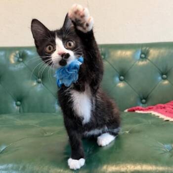 Stubbs -  Tuxedo and Domestic Medium Hair Cat for Adoption in Friendswood, Texas - Stubbs | PetCurious