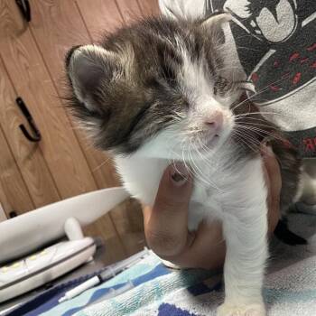 Domestic Long Hair Cats Available for Adoption in Leander, Texas - Dane (Dee Dee 6) | PetCurious