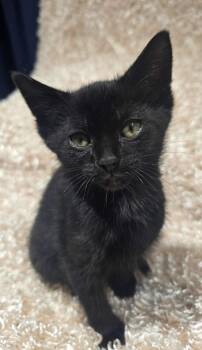Domestic Short Hair Cats Available for Adoption - Orion | PetCurious