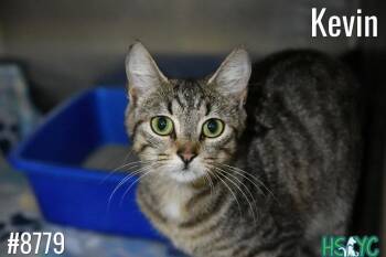 Snack Attack -  Domestic Short Hair Cat for Adoption in Fort Mill, South Carolina - Snack Attack | PetCurious