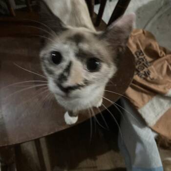 Tofu Jo -  Siamese Cat for Adoption in Tallahassee, Florida - Tofu Jo | PetCurious