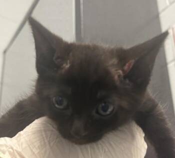 Domestic Short Hair Cats Available for Adoption in Golden, Colorado - Arrow | PetCurious