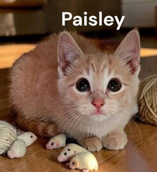Paisley -  Tabby Cat Available for Adoption in Weems, Virginia - Paisley | PetCurious