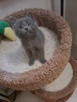 Frank -  Domestic Short Hair Cat for Adoption in Verona, Wisconsin - Frank | PetCurious