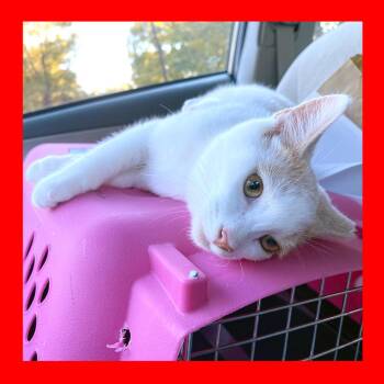 Domestic Short Hair Cats Available for Adoption in Durham, North Carolina - Peanut | PetCurious