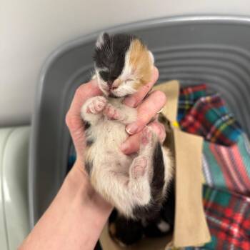 Jewel -  Domestic Short Hair Cat for Adoption in Spring Hill, Kansas - Jewel | PetCurious