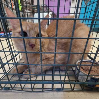 Puma -  Domestic Long Hair Cat for Adoption in Lufkin, Texas - Puma | PetCurious