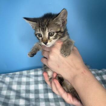 Domestic Short Hair Cats Available for Adoption in San Antonio, Texas - Happy | PetCurious