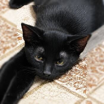 Loki -  Domestic Short Hair Cat for Adoption in Fresno, California - Loki | PetCurious