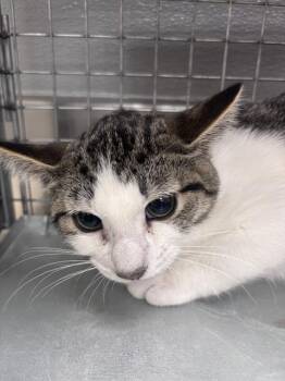 HANNALEE -  Domestic Short Hair Cat for Adoption in Las Vegas, Nevada - HANNALEE | PetCurious