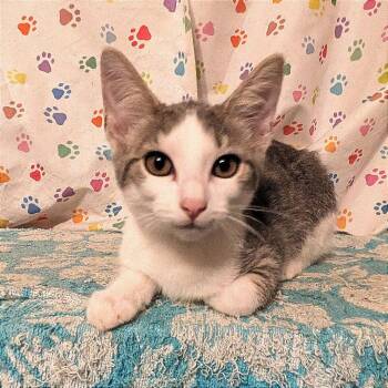 Phoebe -  Domestic Short Hair Cat for Adoption in Baltimore, Maryland - Phoebe | PetCurious