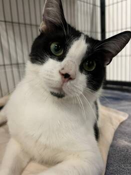 Domestic Short Hair Cats Available for Adoption in West Palm Beach, Florida - Theo | PetCurious