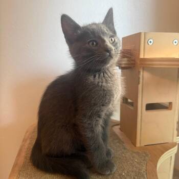 Ash Ketchum -  Domestic Short Hair Cat for Adoption in Bismarck, North Dakota - Ash Ketchum | PetCurious