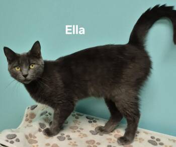 Domestic Short Hair Cats Available for Adoption in Kendallville, Indiana - Ella | PetCurious