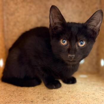 Cousin Itsy -  Domestic Short Hair Cat for Adoption in Philadelphia, Pennsylvania - Cousin Itsy | PetCurious